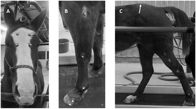 The effect of acute equine temporomandibular joint inflammation on response to rein-tension and kinematics